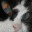 oldcatseye.wordpress.com