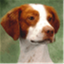 iowedogs.com
