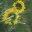 ecobiography.com