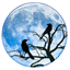 mynasmoon.com