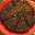 chocoemotions.wordpress.com