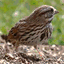 sparrowtree.org