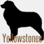 yellowstoneaussies.de