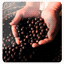 tryacai.us