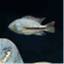 quest4fish.wordpress.com