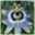 blumen-kretschmann.com