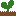 carolinegrows.com