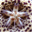 fl0rdecactus.wordpress.com
