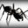 howtogetridofcarpenterants.org