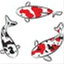 maximum-koi.com