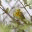 birdsandbuds.com