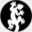 dancingecko.com