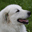 patouspyreneens.ch