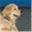 canineinstructionalacademy.com