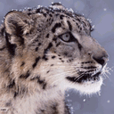 snowleopard.co.vu