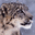 snowleopard.co.vu