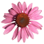 reclaimedcharm.com