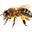 mirroredbee.co.uk