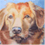 kimsbasicpet.com