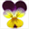 violadesign.com