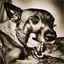 psycodogs.mtalk.net