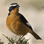 magornitho.org