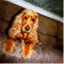 isidogblog.com