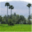 thethinkingtamil.com