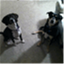 thoughtsofadogmom.com