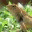 borneanzoologist.wordpress.com