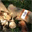 bristolmushrooms.com