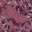 histopath.wordpress.com