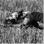 whippetnews.wordpress.com