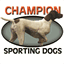 championsportingdogs.com