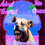 animaltropical.bandcamp.com