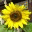 groenutopian.wordpress.com