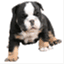 puppychase.wordpress.com