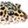 leopardgecko.erivera.org