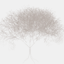 dendron.at
