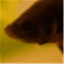 fishjones.net