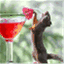 thesquirrelcorner.wordpress.com