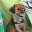 minikthedog.com
