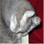 whiskertips.wordpress.com