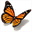 butterflyforever.net