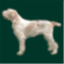 spinone.de