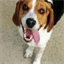 moneybeagle.com