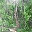 missingtheforest.com