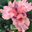 aimeeiris.com