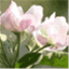 undermyappletree.net