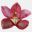 2015.orchideen-palast.com